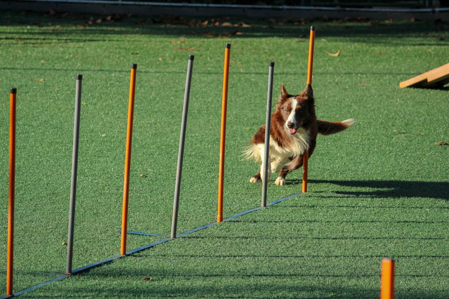 Os erros mais comuns no adestramento canino