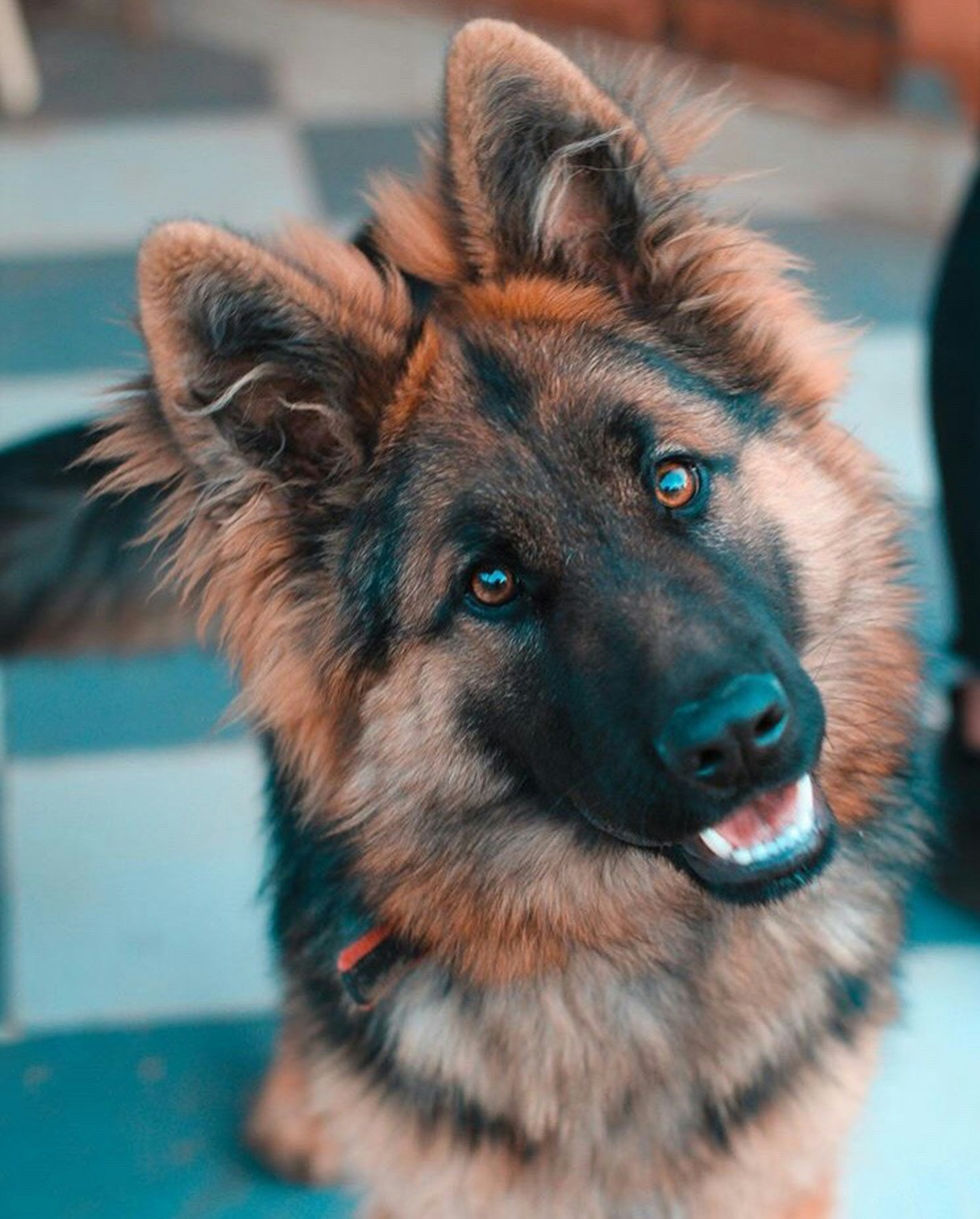 Guia de nutrição para manter seu cão saudável