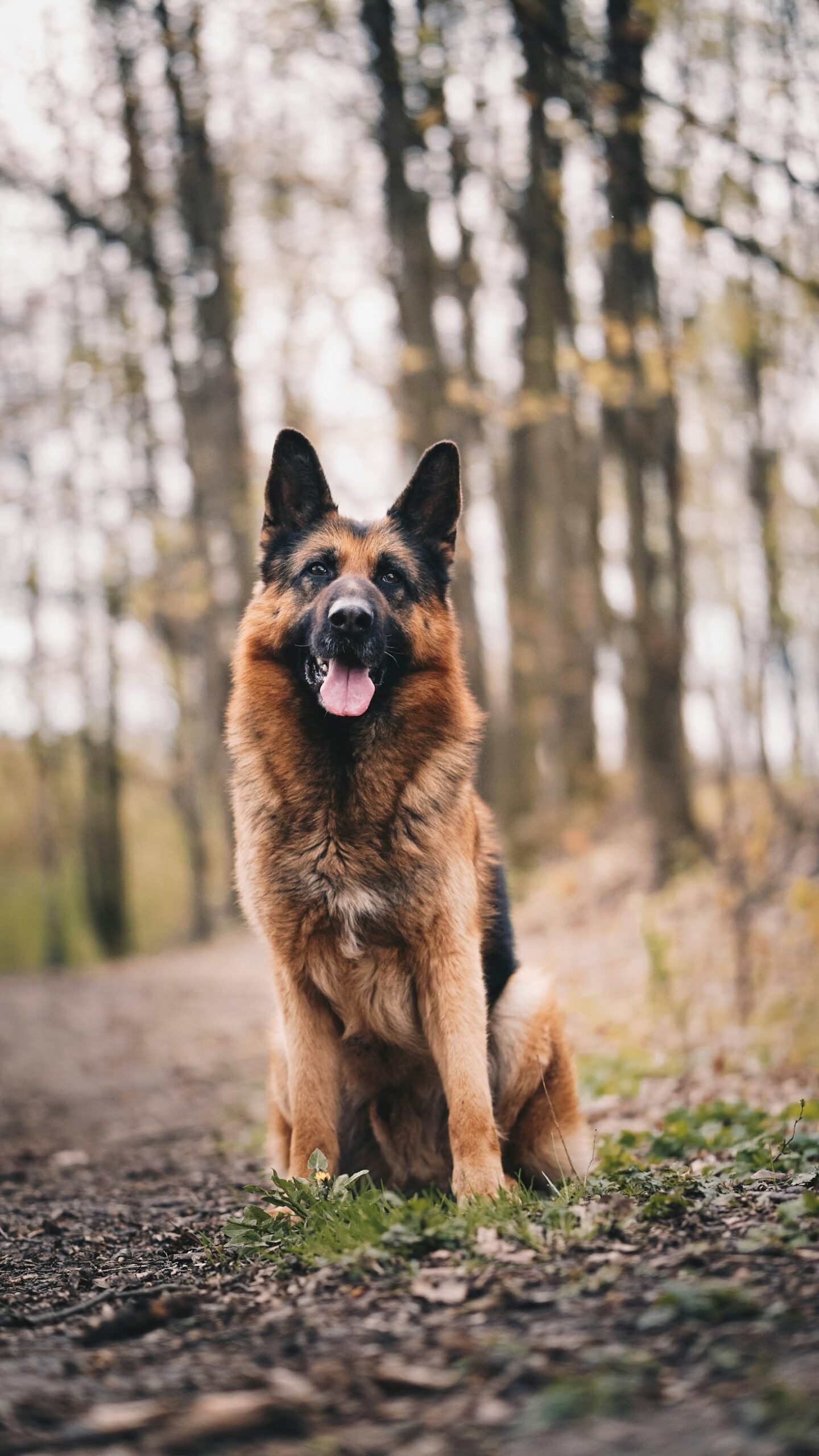 Socialização: o segredo para um cão equilibrado